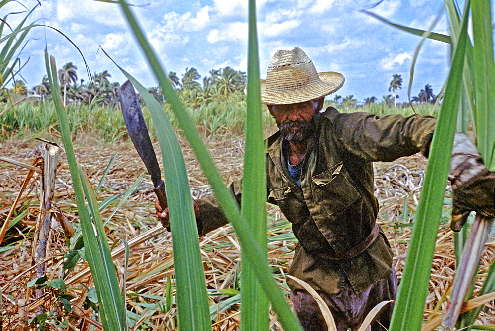 Farmer cutting sugarcane on a plantation near Habana Libre in central Cuba, Cuba