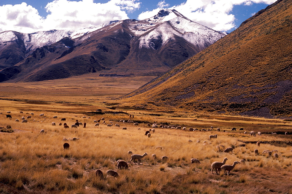 Llamas grazing in a high valley on Altiplano along the railroad line from Cuzco to Puno on Lake Titicaca, Peru