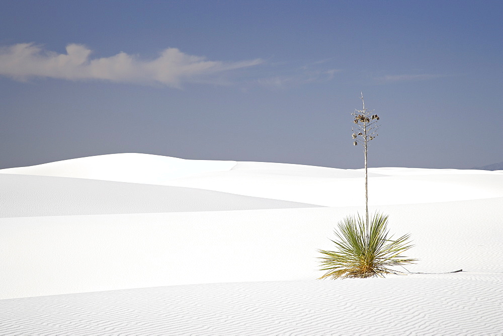 Yucca plant on dunes, White Sands National Monument, New Mexico, United States of America, North America