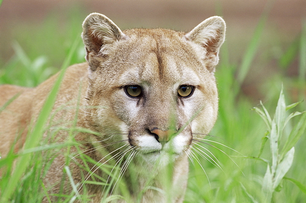 Mountain lion (Felis concolor), in captivity, Sandstone, Minnesota, United States of America, North America