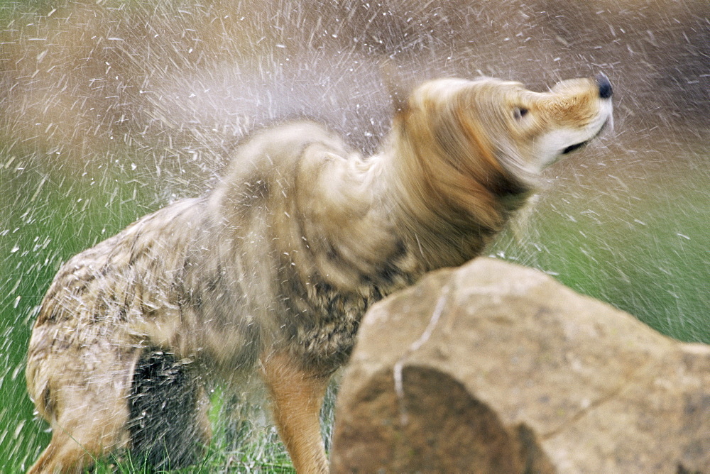 Coyote (Canis latrans), in captivity, Sandstone, Minnesota, United States of America, North America