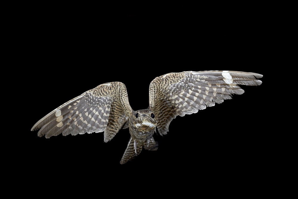 Lesser nighthawk (Chordeiles acutipennis) in flight, near Portal, Arizona, United States of America, North America