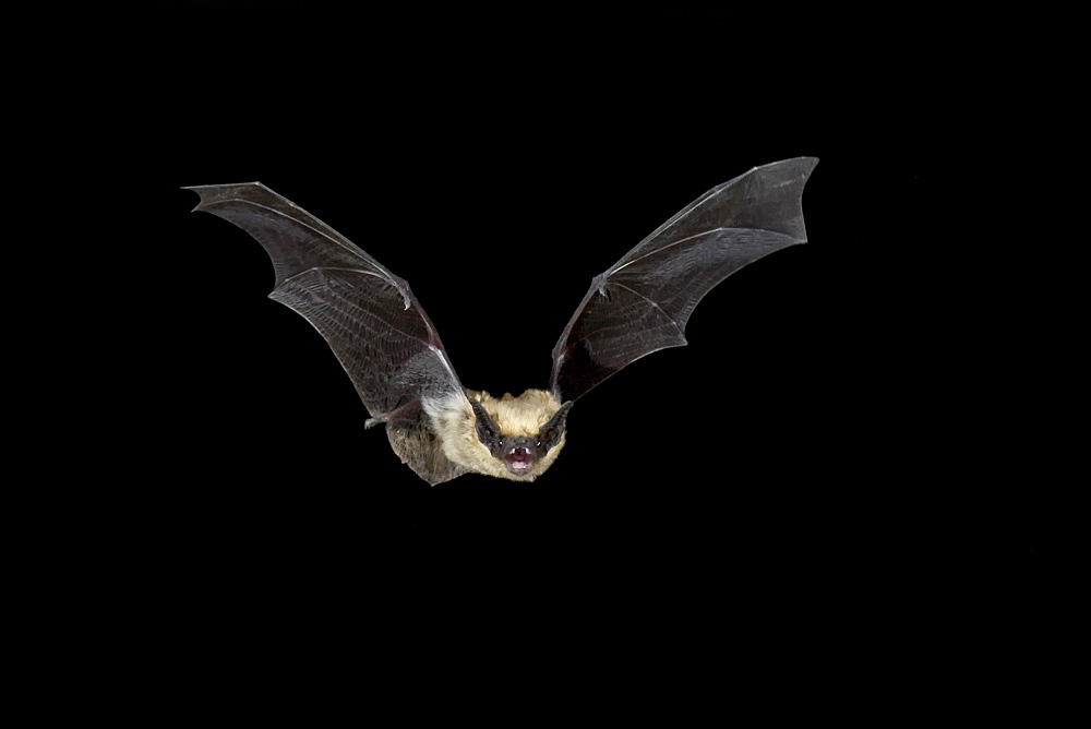 Western pipistrel (Pipistrellus hesperus) in flight, near Portal, Arizona, United States of America, North America