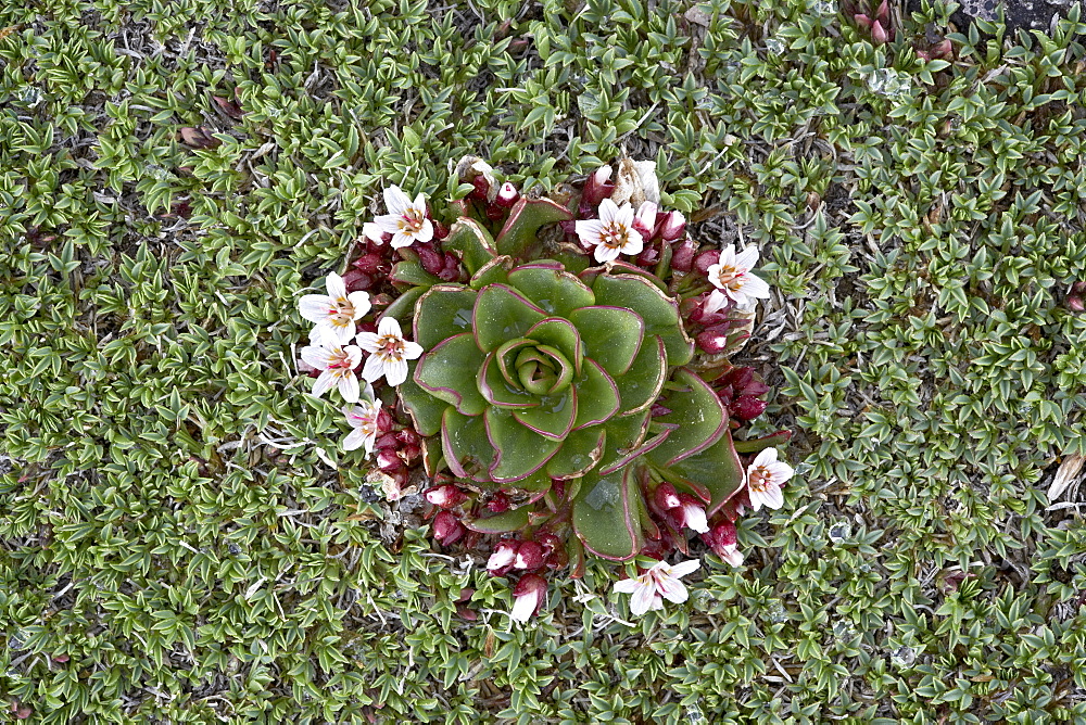 Alpine springbeauty (Claytonia megarhiza), Mount Evans, Colorado, United States of America, North America