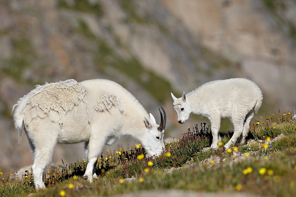 Mountain goat (Oreamnos americanus) nanny and billy, Mount Evans, Colorado, United States of America, North America