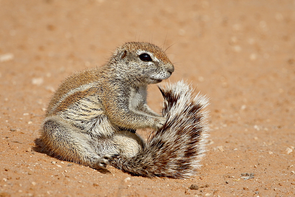 Cape ground squirrel (Xerus inauris) grooming, Kgalagadi Transfrontier Park, encompassing the former Kalahari Gemsbok National Park, South Africa, Africa