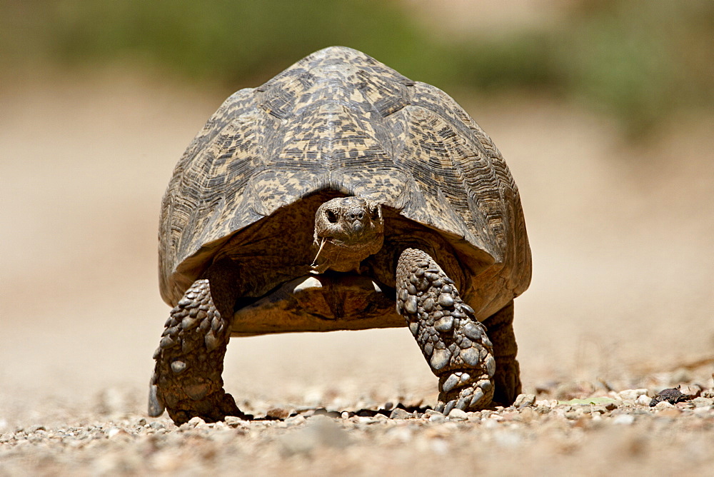 Leopard tortoise (Geochelone pardalis), Swartberg Pass, South Africa, Africa