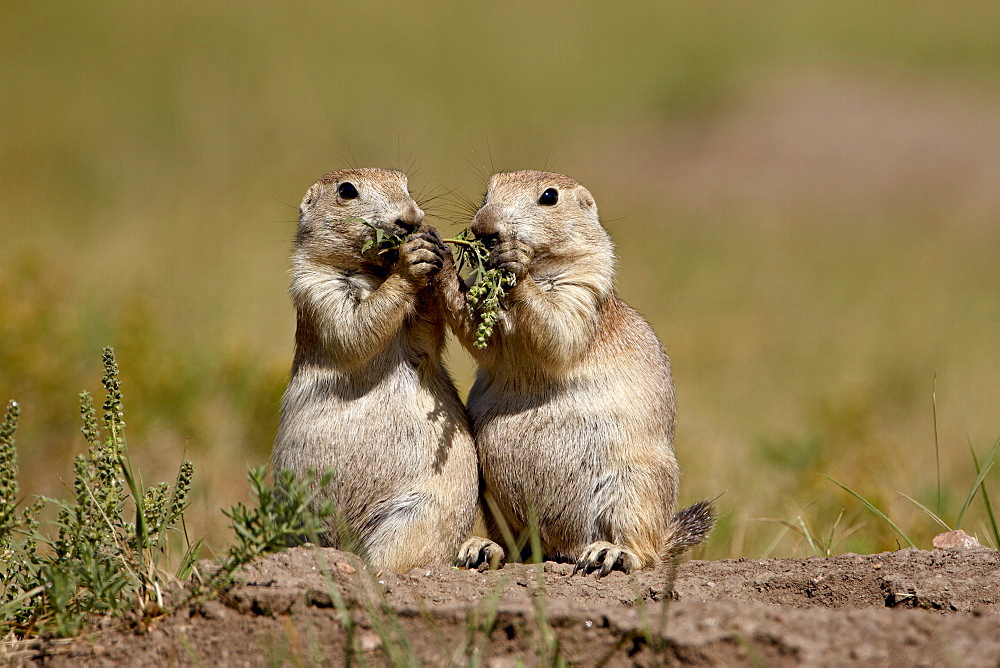 Two blacktail prairie dog (Cynomys ludovicianus) sharing something to eat, Wind Cave National Park, South Dakota, United States of America, North America