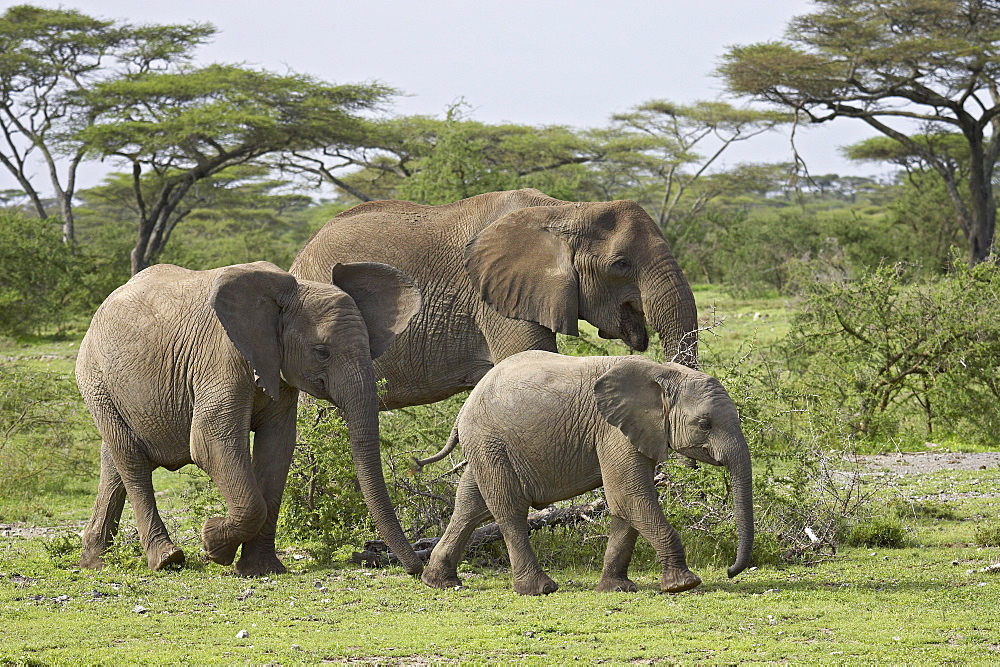 Three African elephant (Loxodonta africana), Serengeti National Park, Tanzania, East Africa, Africa