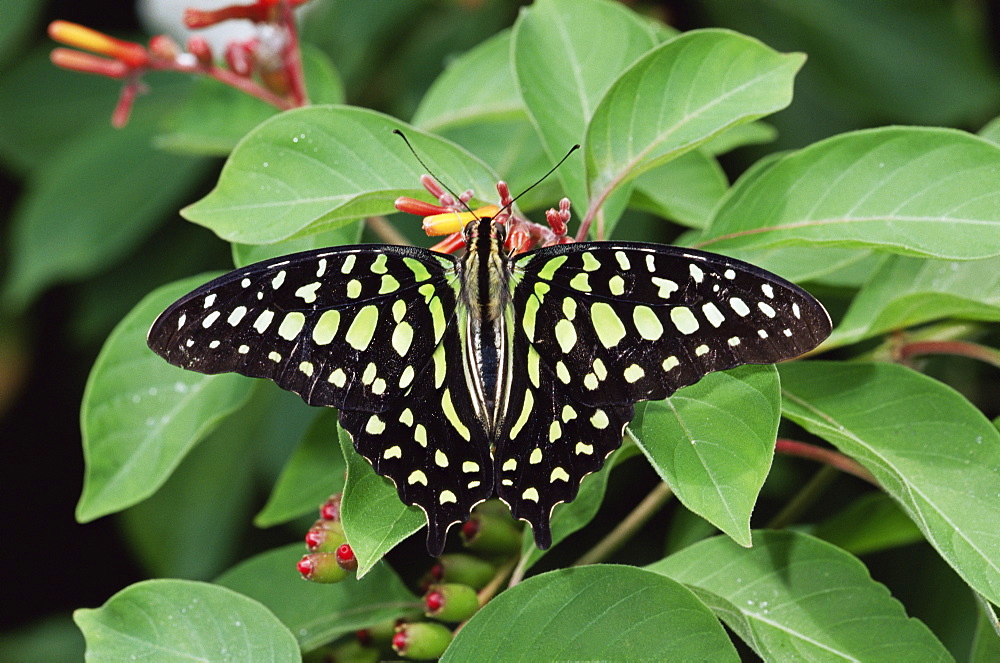 Green jay butterfly (Graphium agamemnon), from the Philippines, in captivity, Chesterfield, Missouri, United States of America, North America