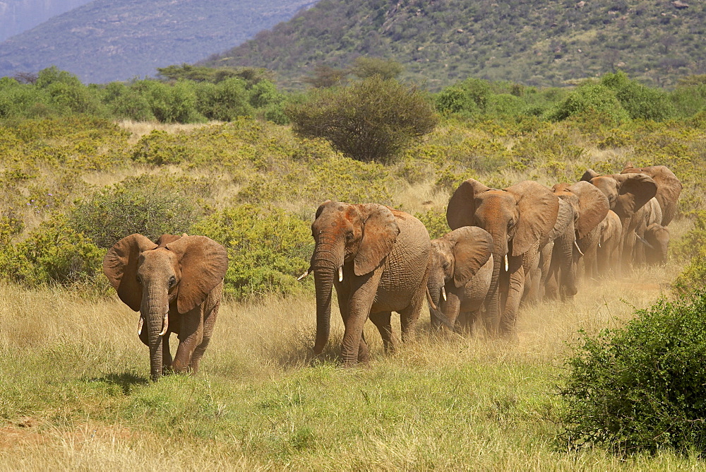 Line of African elephants (Loxodonta africana), Samburu National Reserve, Kenya, East Africa, Africa