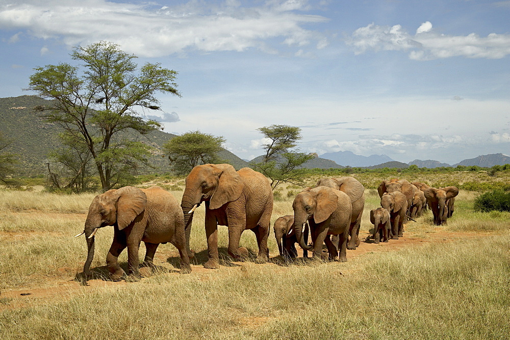 Line of African elephants (Loxodonta africana), Samburu National Reserve, Kenya, East Africa, Africa