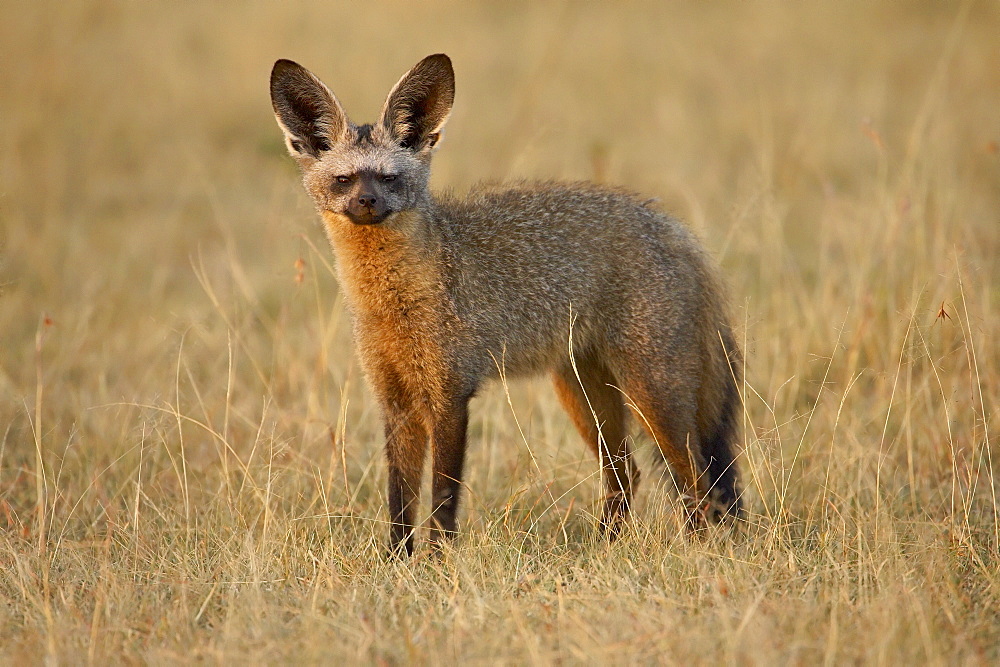 Bat-eared fox (Otocyon megalotis), Masai Mara National Reserve, Kenya, East Africa, Africa