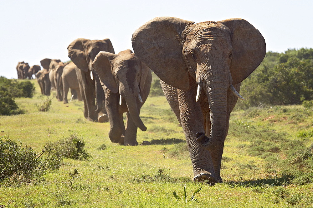 Line of African elephant (Loxodonta africana), Addo Elephant National Park, South Africa, Africa