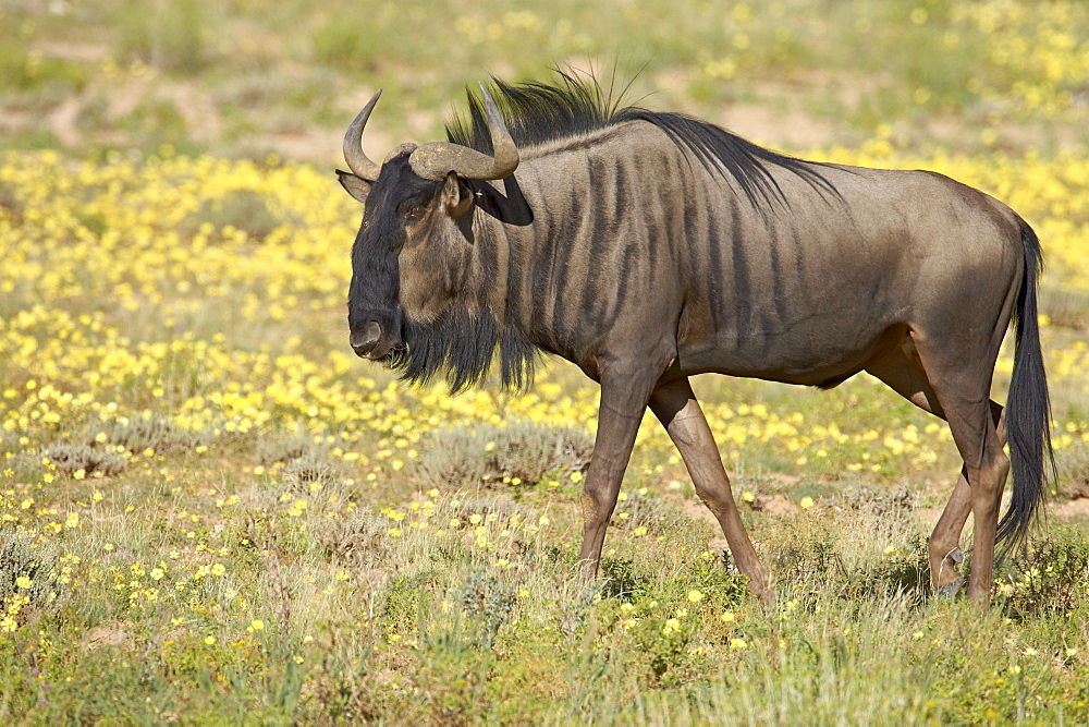 Blue wildebeest (brindled gnu) (Connochaetes taurinus) among yellow wildflowers, Kgalagadi Transfrontier Park, encompasing the former Kalahari Gemsbok National Park, South Africa, Africa