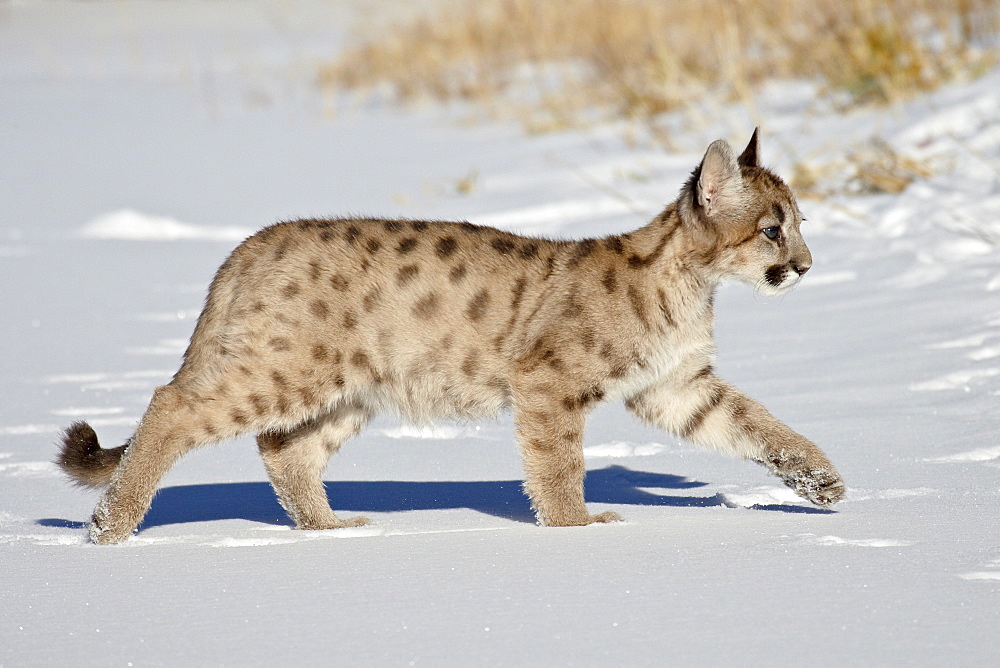 Captive mountain lion or cougar (Felis concolor) cub, near Bozeman, Montana, United States of America, North America