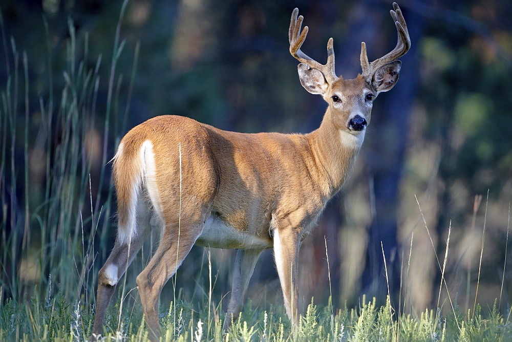 Whitetail Deer (Odocoileus virginianus) buck in velvet, Devil's Tower National Monument, Wyoming, United States of America, North America