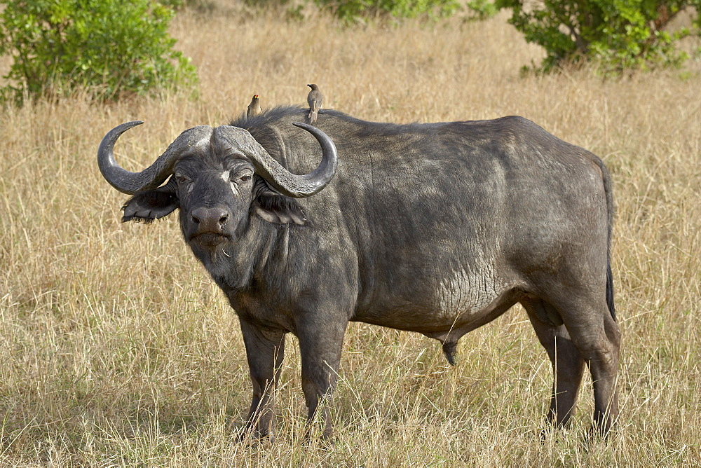 Cape buffalo or African buffalo (Syncerus caffer) with yellow-billed oxpecker (Buphagus africanus), Masai Mara National Reserve, Kenya, East Africa, Africa