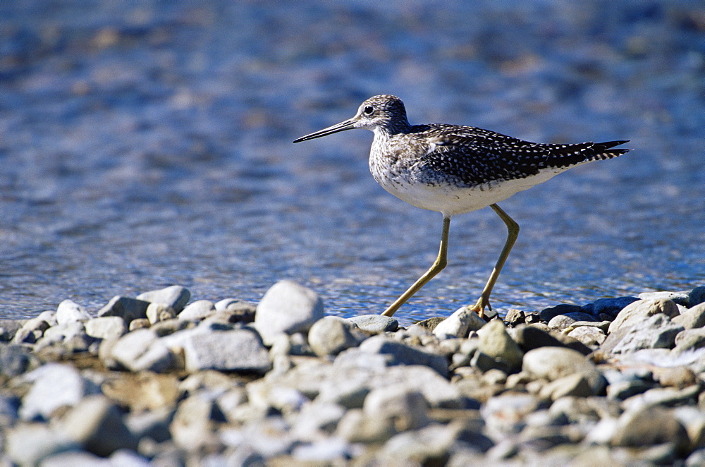 Solitary sandpiper (Tringa solitaria), Katmai National Park and Preserve, Alaska, United States of America, North America