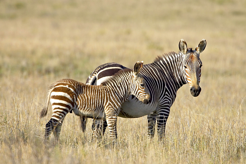 Cape mountain zebra (Equus zebra zebra) mother and foal, Mountain Zebra National Park, South Africa, Africa