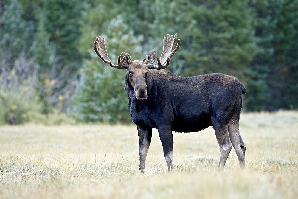 Bull moose (Alces alces), Roosevelt National Forest, Colorado, United States of America, North America