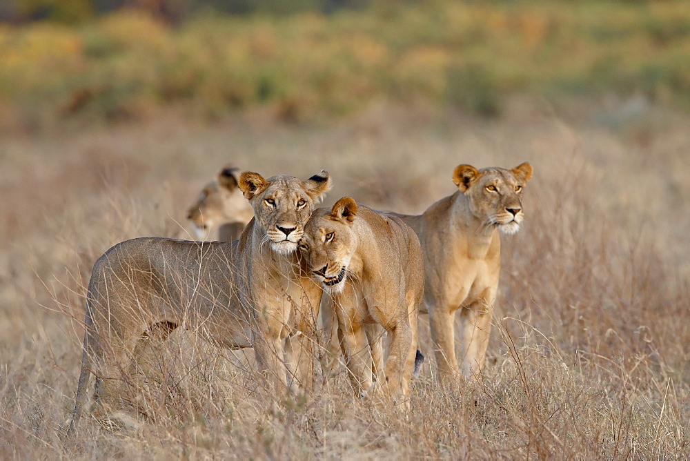 Four lioness (Panthera leo), Samburu National Reserve, Kenya, East Africa, Africa