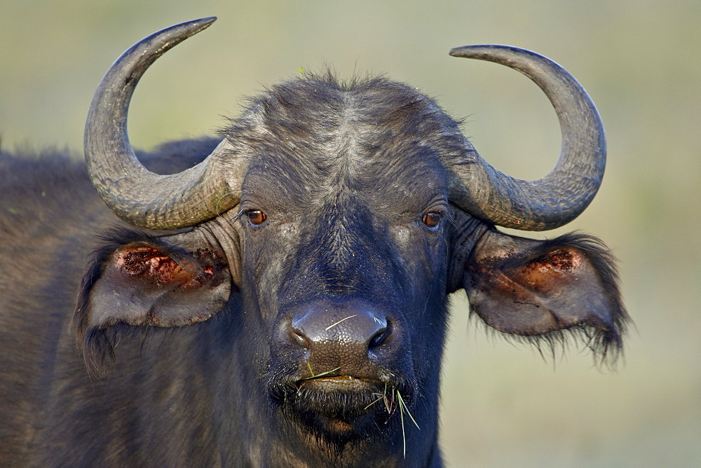 Cape buffalo (African buffalo) (Syncerus caffer), Lake Nakuru National Park, Kenya, East Africa, Africa