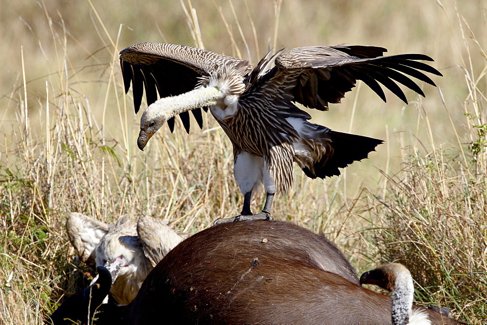 Immature African white-backed vulture (Gyps africanus) atop a Cape buffalo (African buffalo) (Syncerus caffer) carcass, Masai Mara National Reserve, Kenya, East Africa, Africa