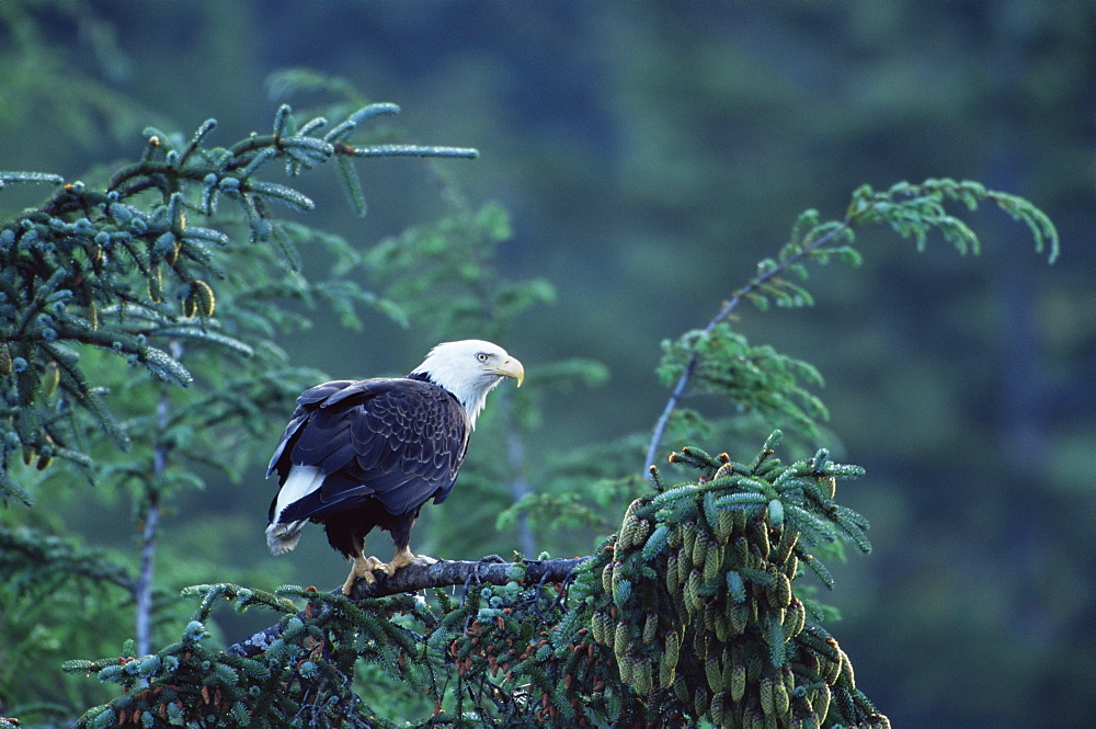 Bald eagle (Haliaeetus leucocephalus), Cordova, Alaska, United States of America, North America