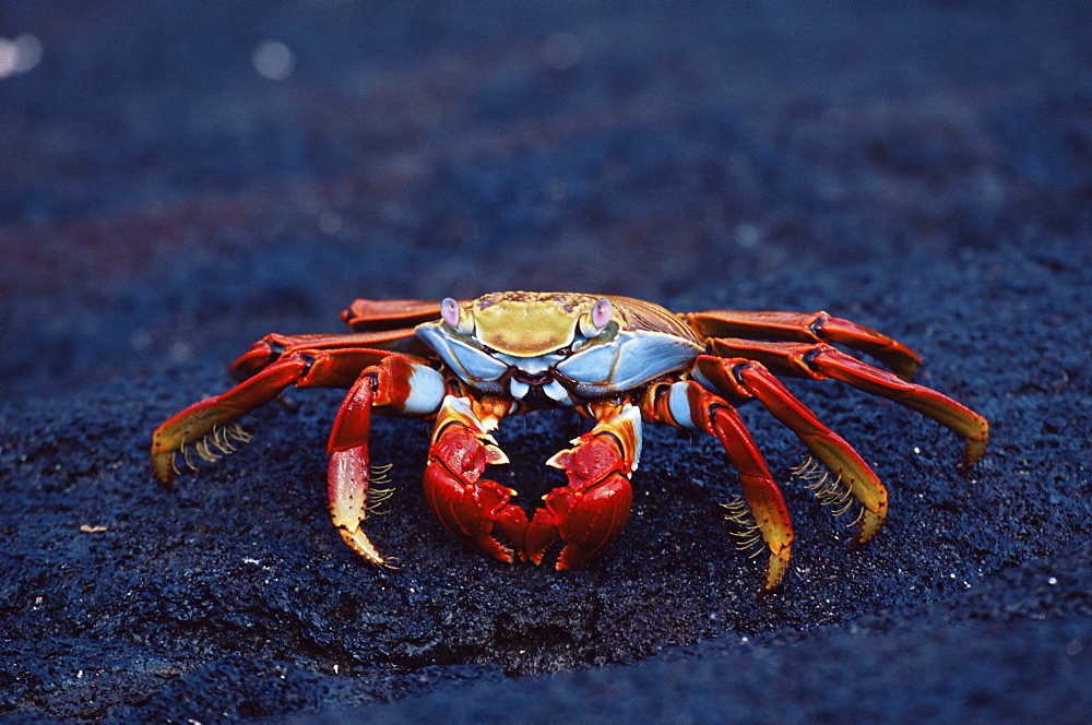 Sally lightfoot crab (Grapsus grapsus), Fernandina Island, Galapagos Islands, Ecuador, South America