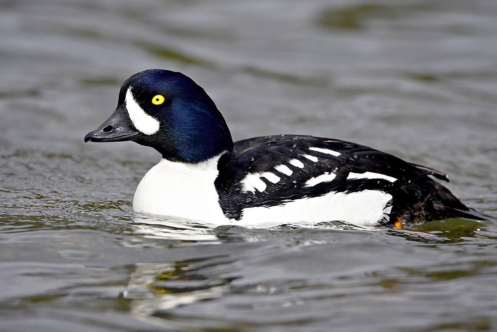 Male Barrow's goldeneye (Bucephala islandica), Manning Provincial Park, British Columbia, Canada, North America