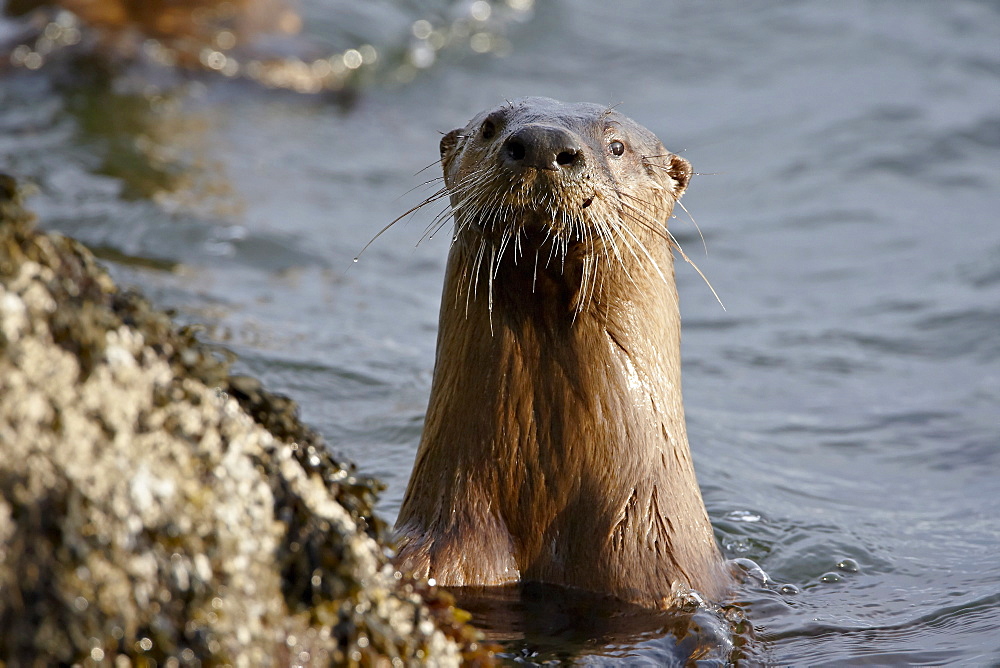 River otter (Lutra canadensis), near Nanaimo, British Columbia, Canada, North America