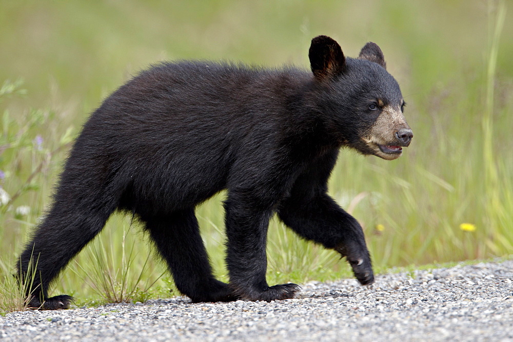 Black bear (Ursus americanus) cub crossing the road, Alaska Highway, British Columbia, Canada, North America