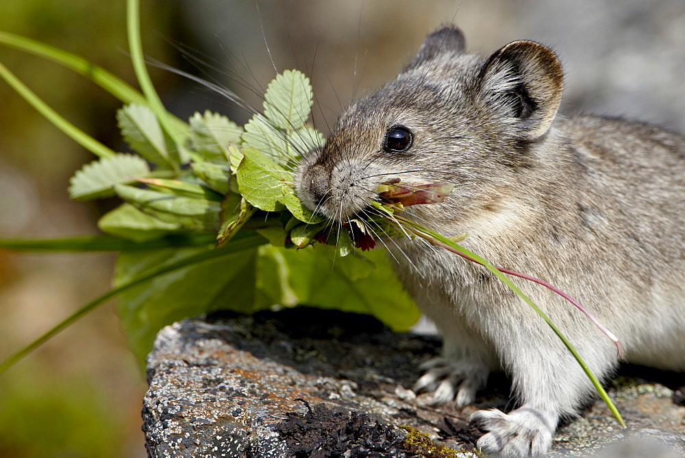 Collared pika (Ochotona collaris) taking food to a cache, Hatcher Pass, Alaska, United States of America, North America