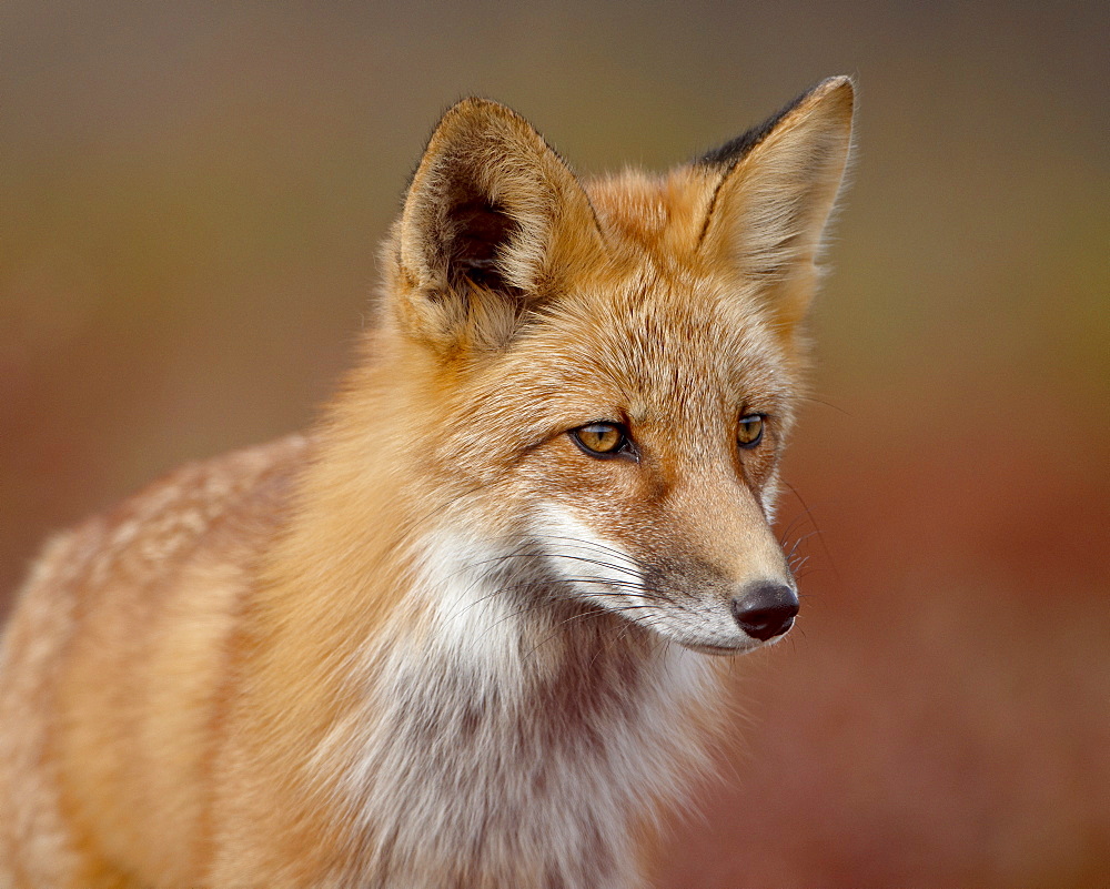 Red fox (Vulpes vulpes) (Vulpes fulva), Denali National Park and Preserve, Alaska, United States of America, North America