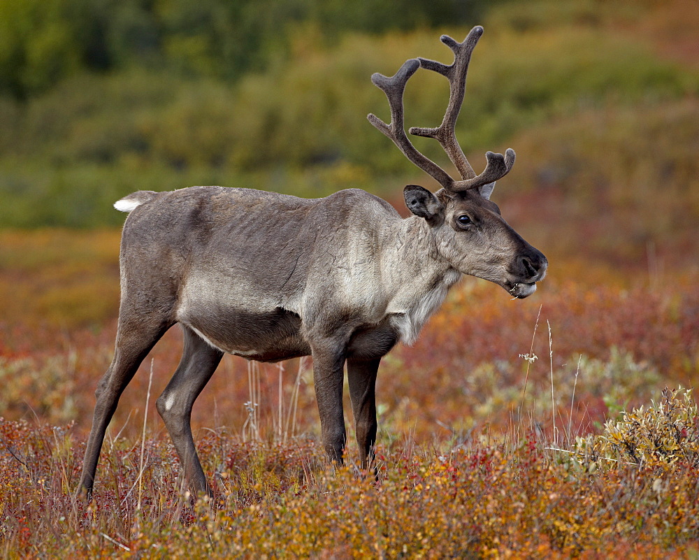 Porcupine caribou (Grant's caribou) (Rangifer tarandus granti) cow, Denali National Park, Alaska, United States of America