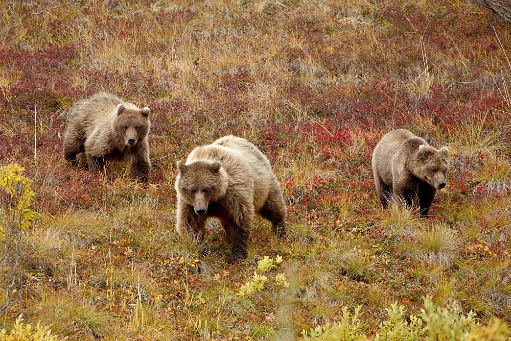 Grizzly bear (Ursus arctos horribilis) with two yearling cubs, Denali National Park, Alaska, United States of America