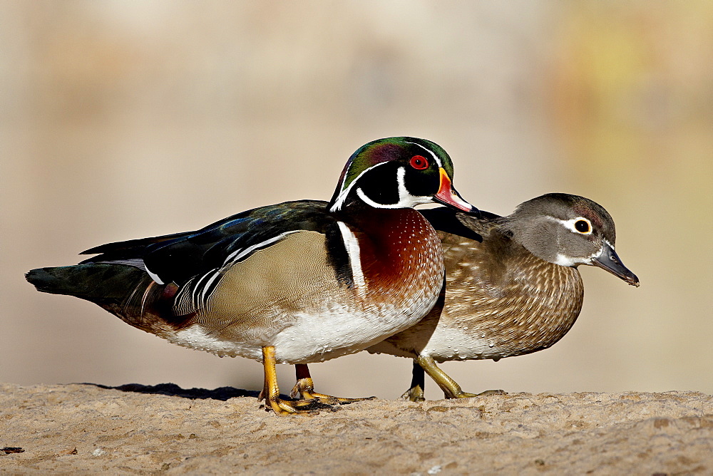 Wood Duck (Aix sponsa) pair, Rio Grande Zoo, Albuquerque Biological Park, Albuquerque, New Mexico, United States of America, North America