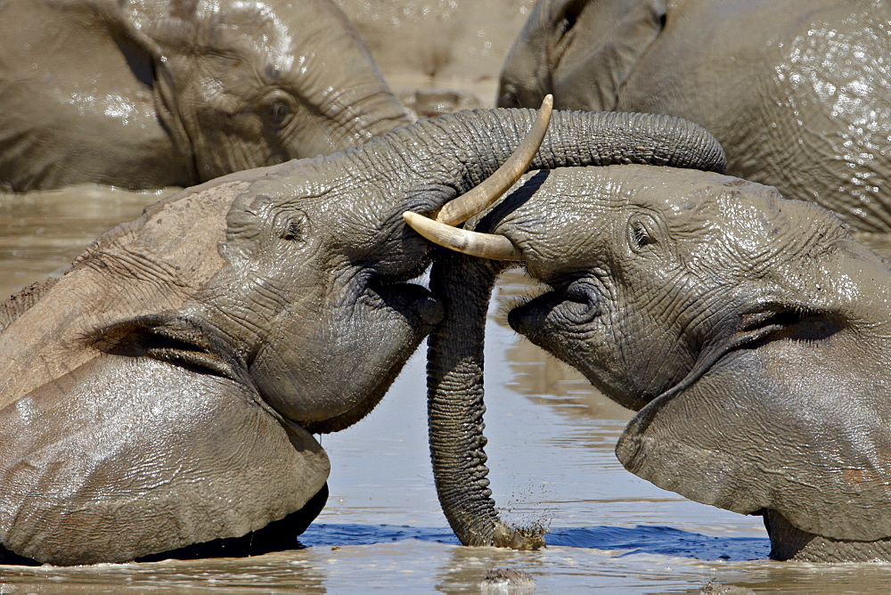 Two African Elephant (Loxodonta africana) playing while in a mud bath, Addo Elephant National Park, South Africa, Africa