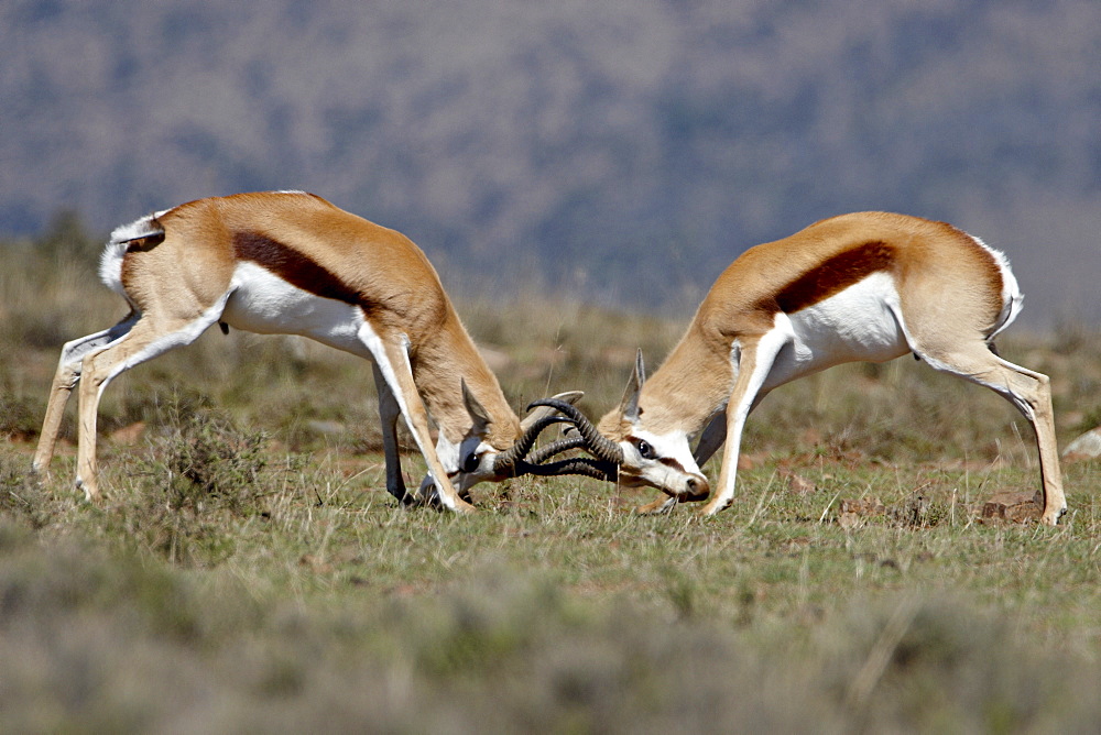 Springbok (Antidorcas marsupialis) bucks sparring, Mountain Zebra National Park, South Africa, Africa