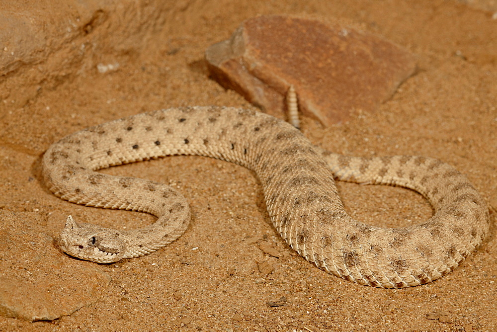 Sonoran Desert Sidewinder (Sonoran Sidewinder) (Crotalus cerastes cercobombus) in captivity, Arizona Sonora Desert Museum, Tucson, Arizona, United States of America, North America