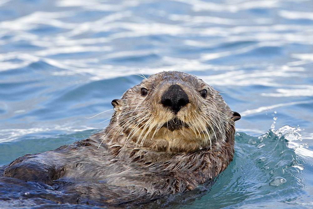 Sea Otter (Enhydra lutris) on its back, Homer, Alaska, United States of America, North America