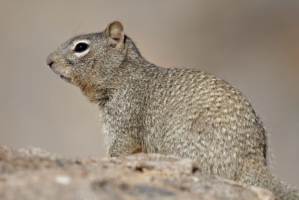 Rock Squirrel (Spermophilus variegatus), City of Rocks State Park, New Mexico, United States of America, North America