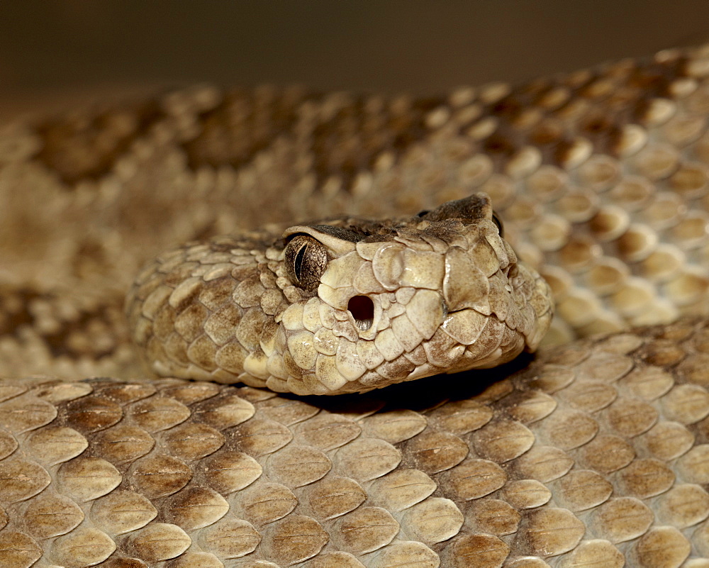 Northern Mojave Rattlesnake (Crotalus scutulatus scutulatus) in captivity, Arizona Sonora Desert Museum, Tucson, Arizona, United States of America, North America