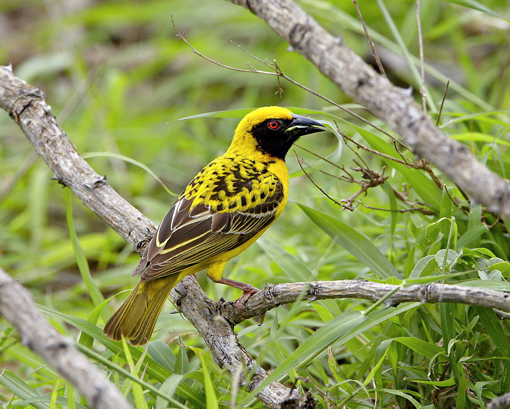 Male Spotted-backed weaver (Village weaver) (Ploceus cucullatus) collecting grass for his nest, Addo Elephant National Park, South Africa, Africa