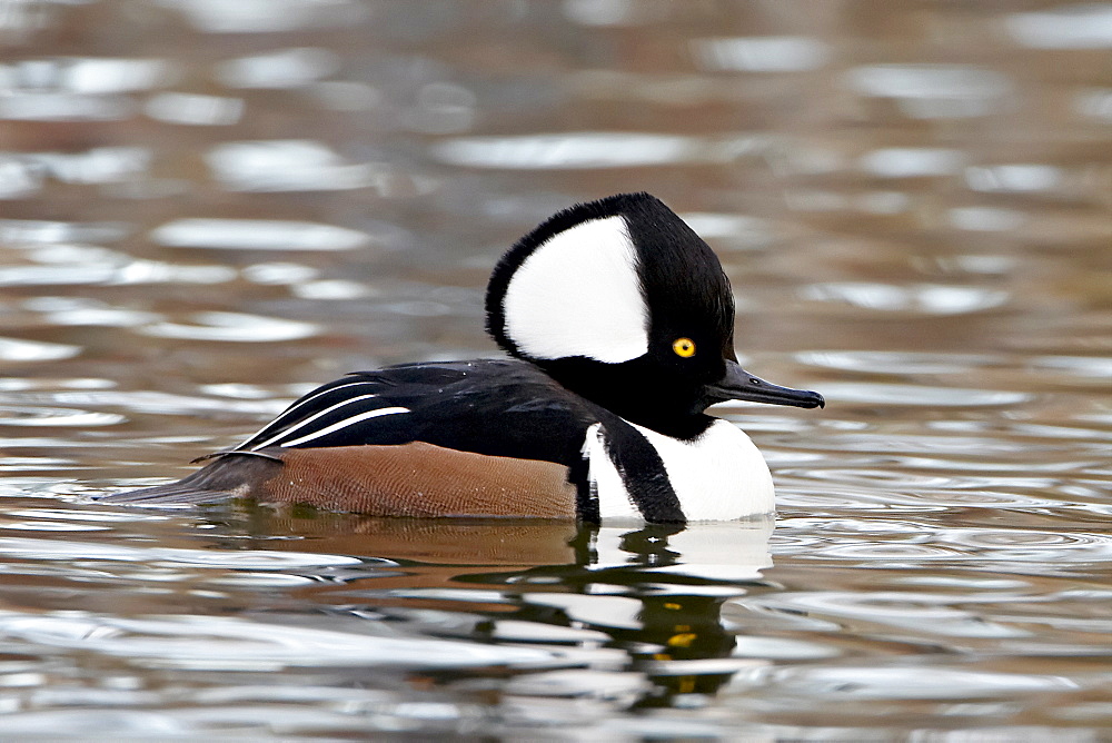 Male Hooded Merganser (Lophodytes cucullatus) in breeding plumage, Rio Grande Zoo, Albuquerque Biological Park, Albuquerque, New Mexico, United States of America, North America