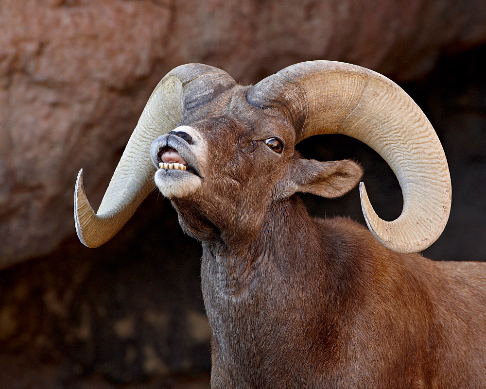 Desert Bighorn Sheep (Ovis canadensis nelsoni) ram in captivity exhibiting the Flehmen response, Arizona Sonora Desert Museum, Tucson, Arizona, United States of America, North America