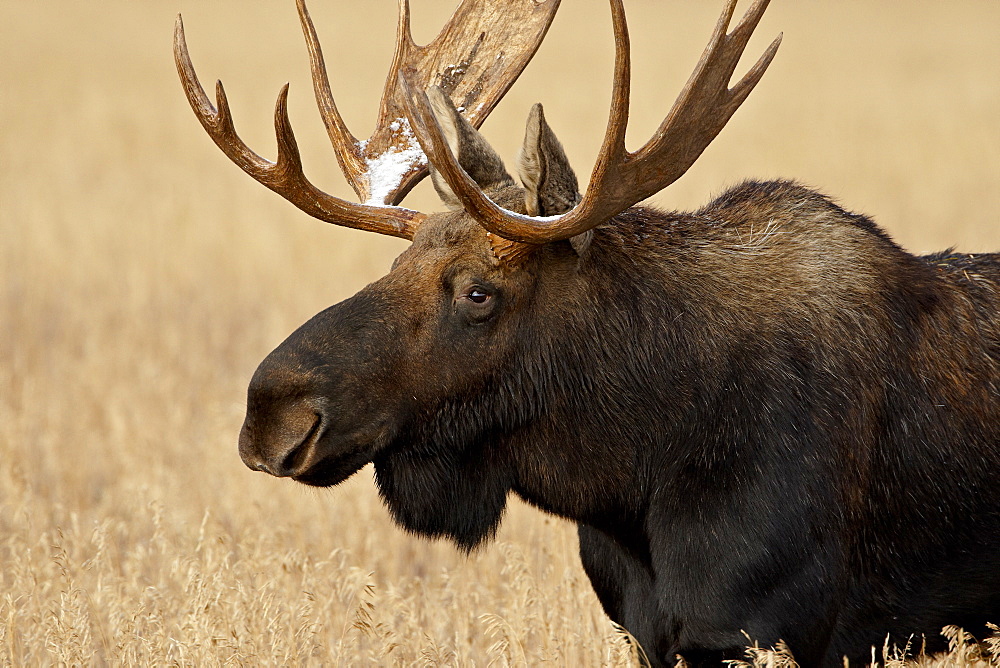 Bull Moose (Alces alces) with snow on its antlers, Grand Teton National Park, Wyoming, United States of America, North America