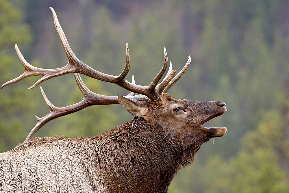 Bull Elk (Cervus canadensis) bugling, Jasper National Park, Alberta, Canada, North America