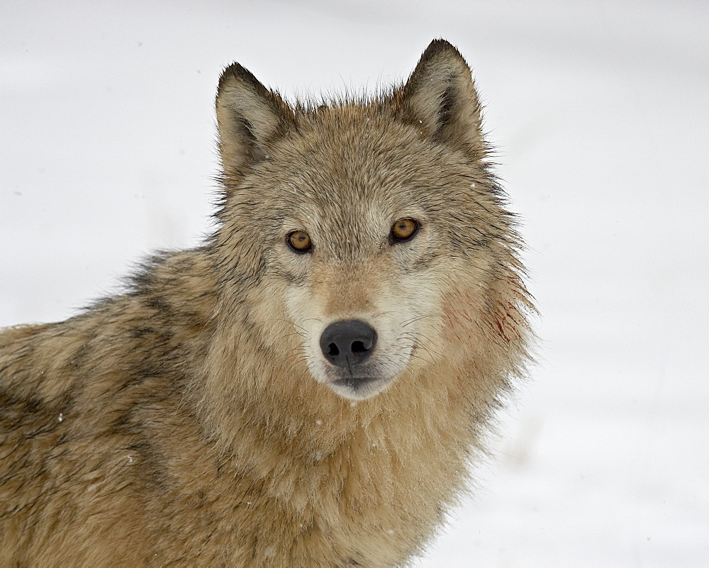 Gray Wolf (Canis lupus) in snow in captivity, near Bozeman, Montana, United States of America, North America